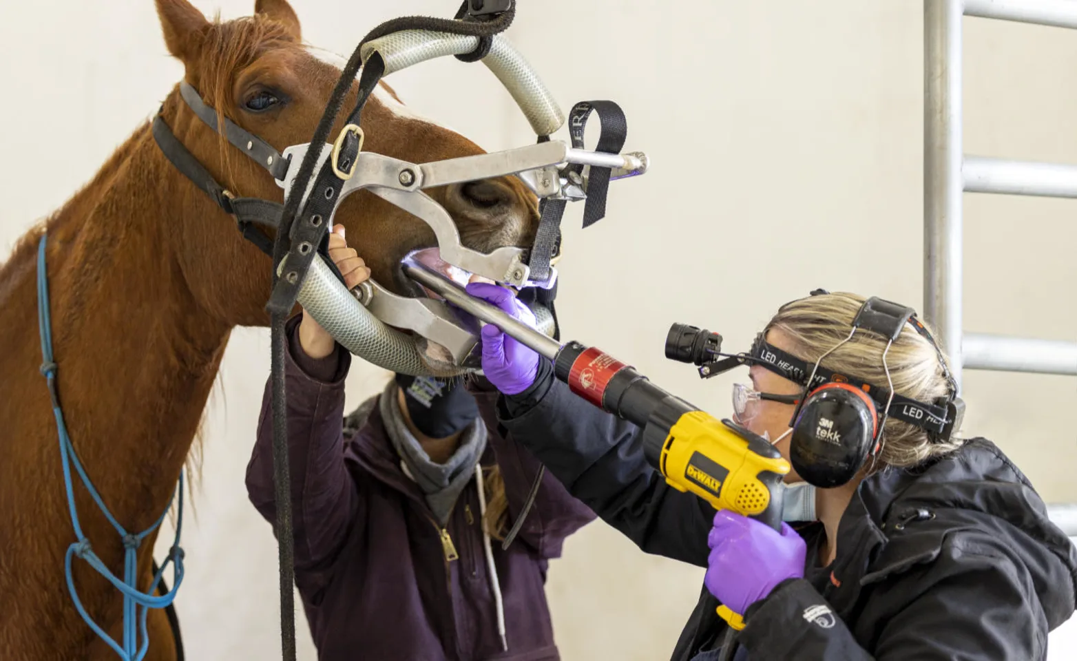 Horse receiving dental treatment by staff at Clover Valley Veterinary Services.